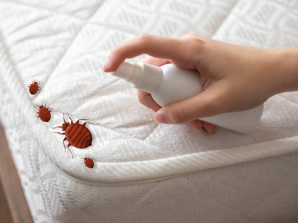 Pest Prevention Services in Clayton, MO