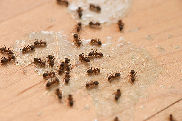 Best Affordable Pest Control Services  in Clayton, MO